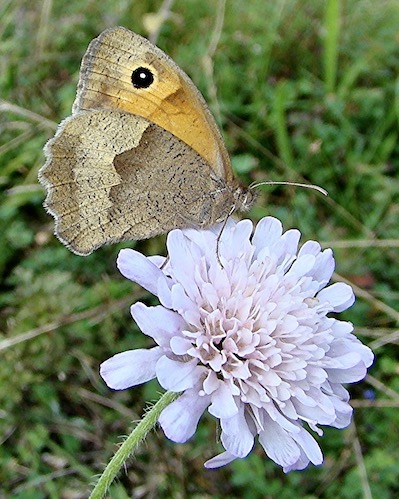 meadow brown